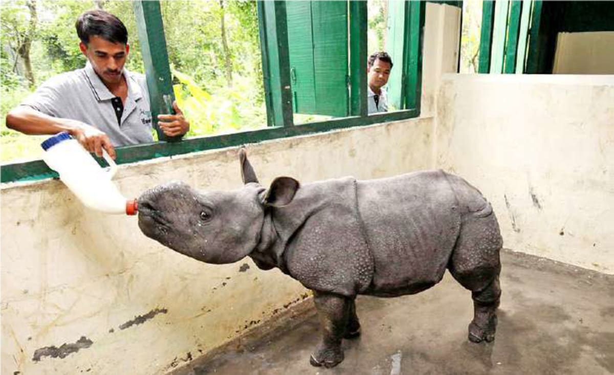 Wildlife veterinarians treating rescued animals at rehabilitation center near Kaziranga National Park in Assam, India