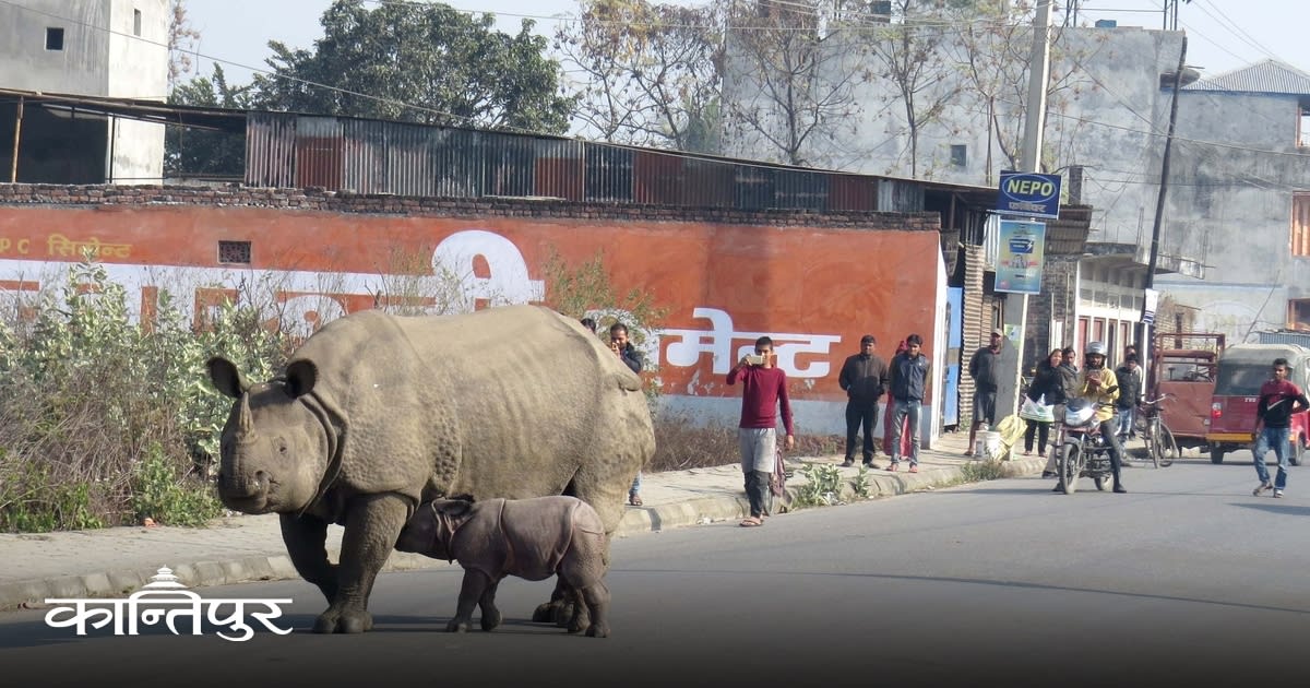 Nepal's Rhino Success Brings Urban Wildlife Challenge