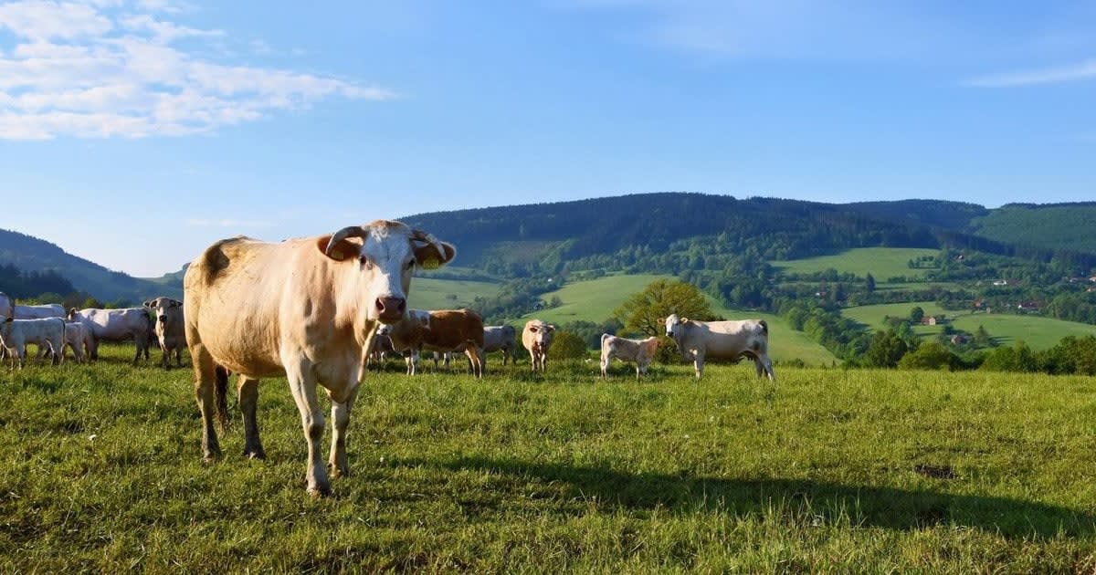 Cattle grazing on ranch with digital tracking technology monitoring herd health and emissions