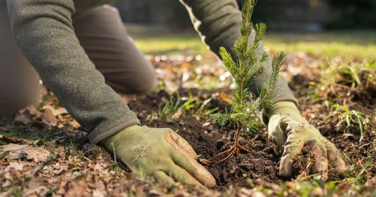 Volunteers planting young trees in restored forest area with Arbor Day Foundation