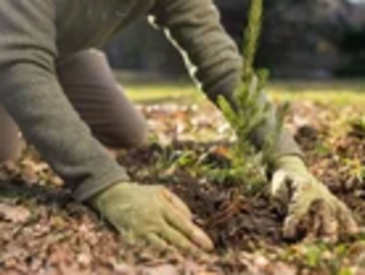 500 Million Trees Planted Since 1972 to Fight Climate - Image 2