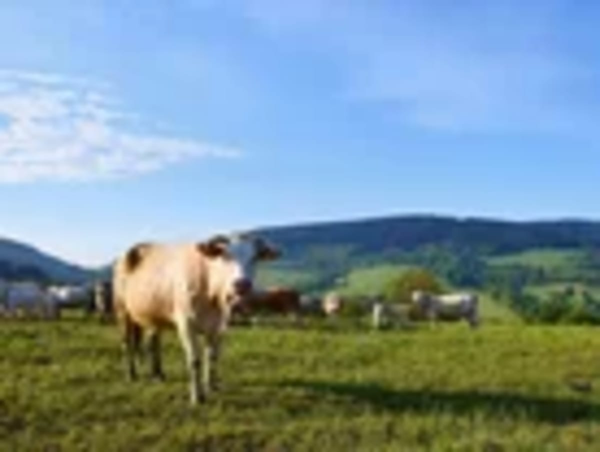 AI Cattle Platform Cuts Emissions, Raises $27M - Image 2