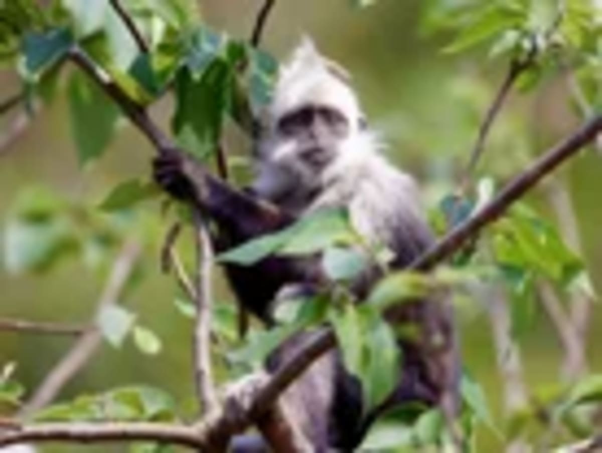 AI Saves Rare Langur: 1,400 Now Thriving in China - Image 2