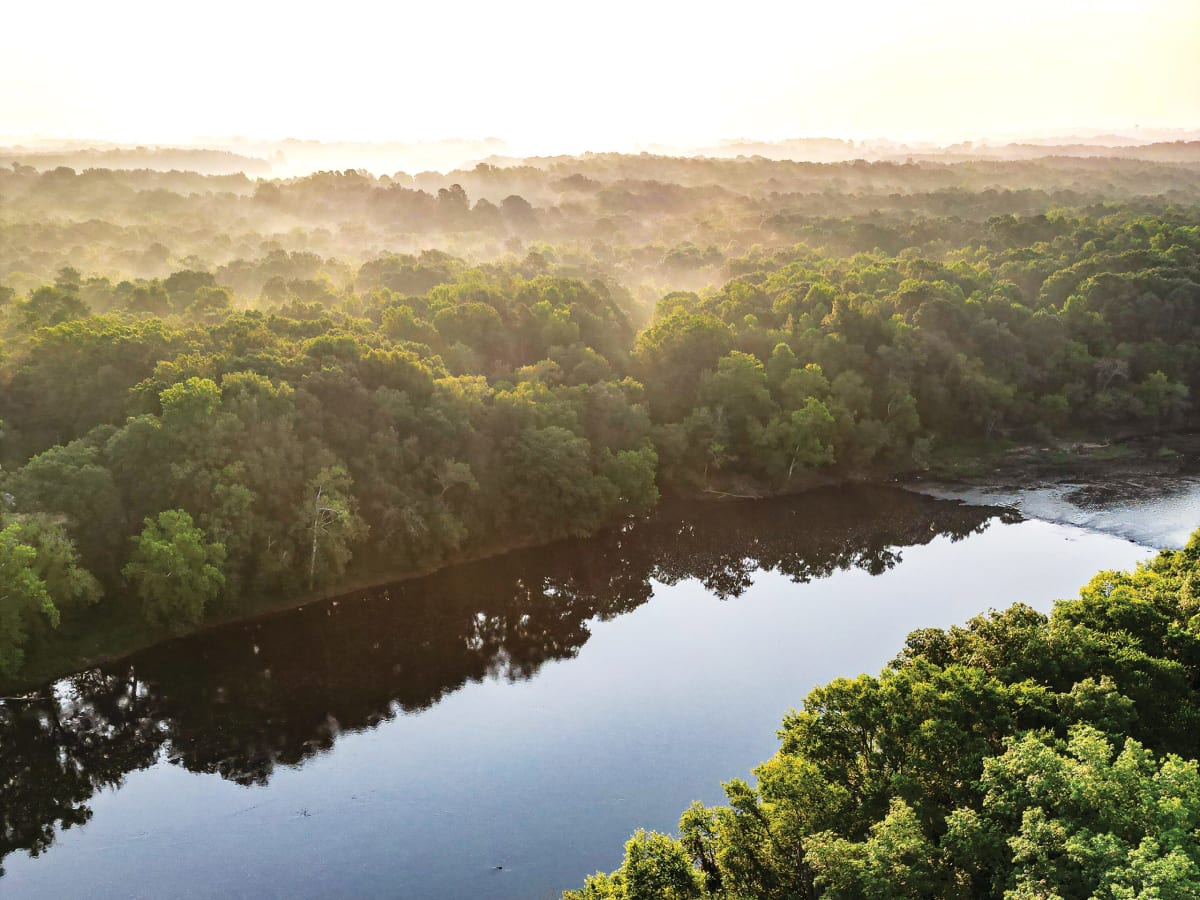 Young pine forest growing along riverbank with protective buffer zone and walking trails