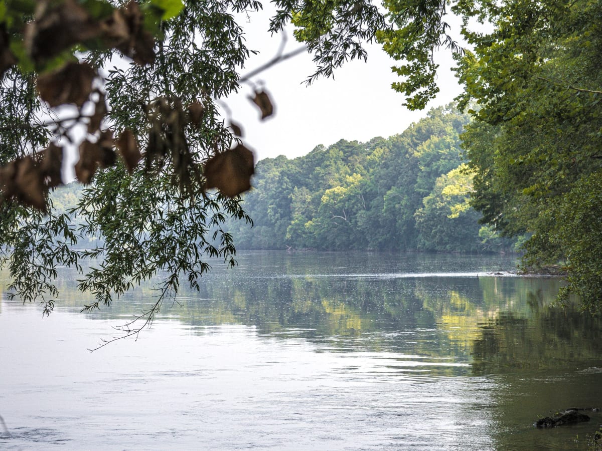 Campbell University Plants 100-Acre Forest for Future - Image 2