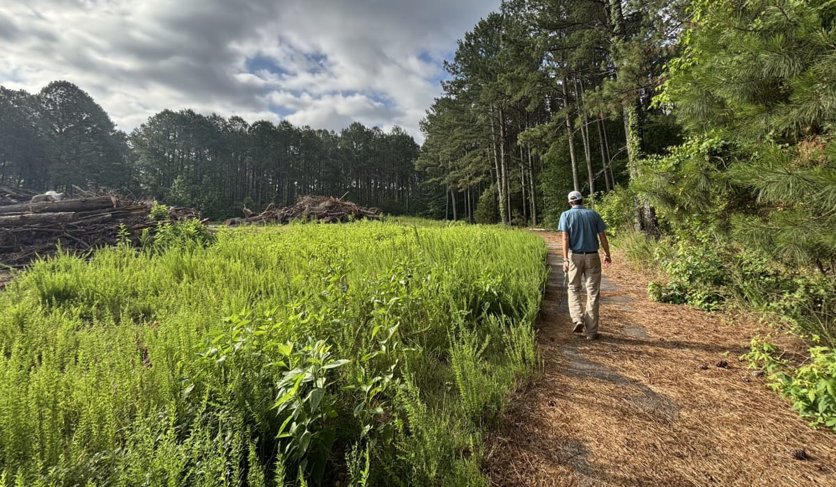 Campbell University Reforests 300 Decaying Acres - Image 2