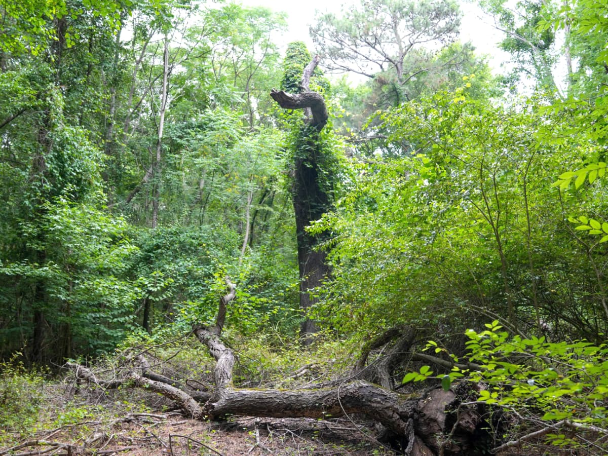 Campbell University Reforests 300 Decaying Acres - Image 4