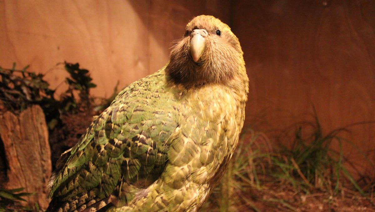 Large green kākāpō parrot, world's only flightless parrot species, in New Zealand forest habitat