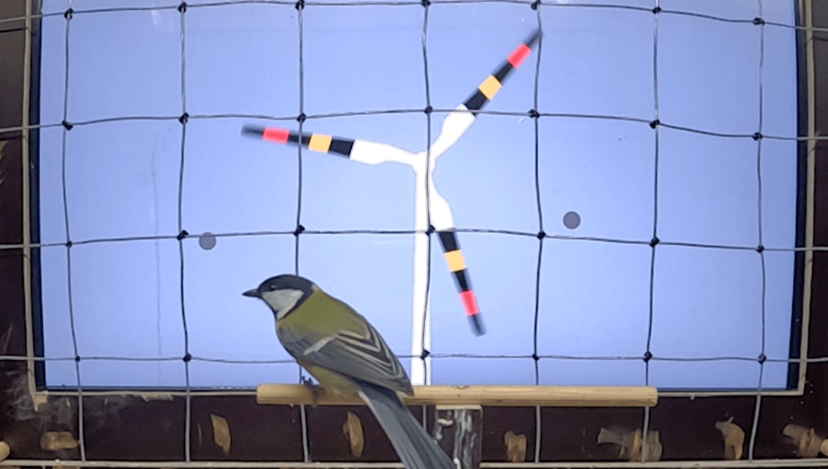 Great tit bird perched near experimental touchscreen showing colorful wind turbine warning patterns