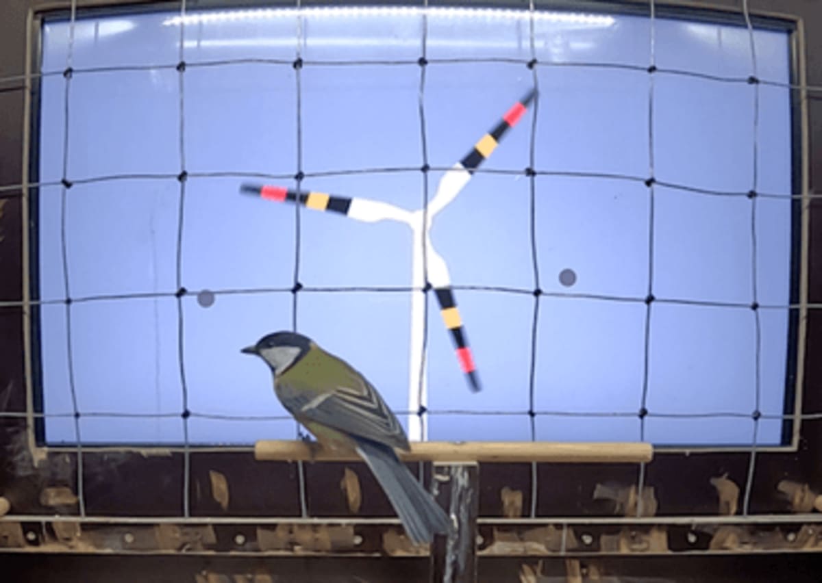Snake-Striped Wind Turbines Cut Bird Strikes in Study - Image 2