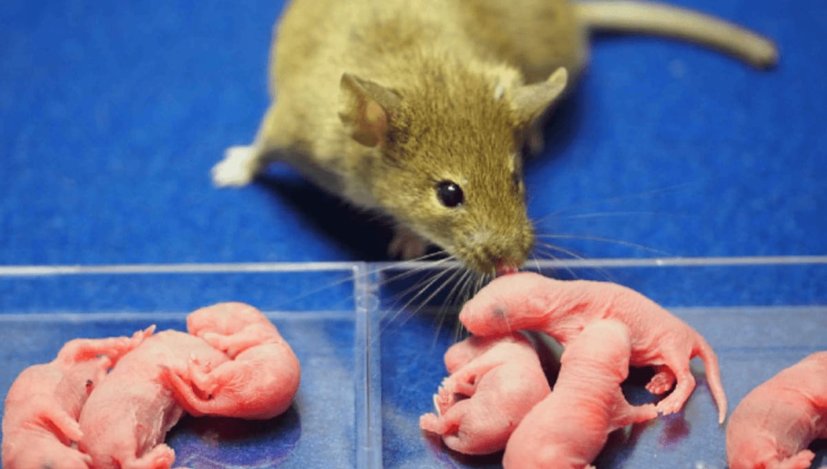 Male donor mouse next to genetically identical male and female cloned offspring