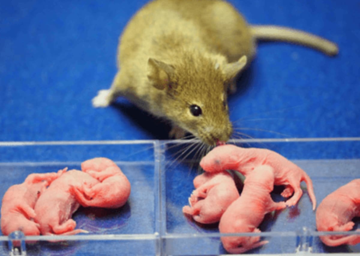 Scientists Clone Female Mice From Males to Save Species - Image 2