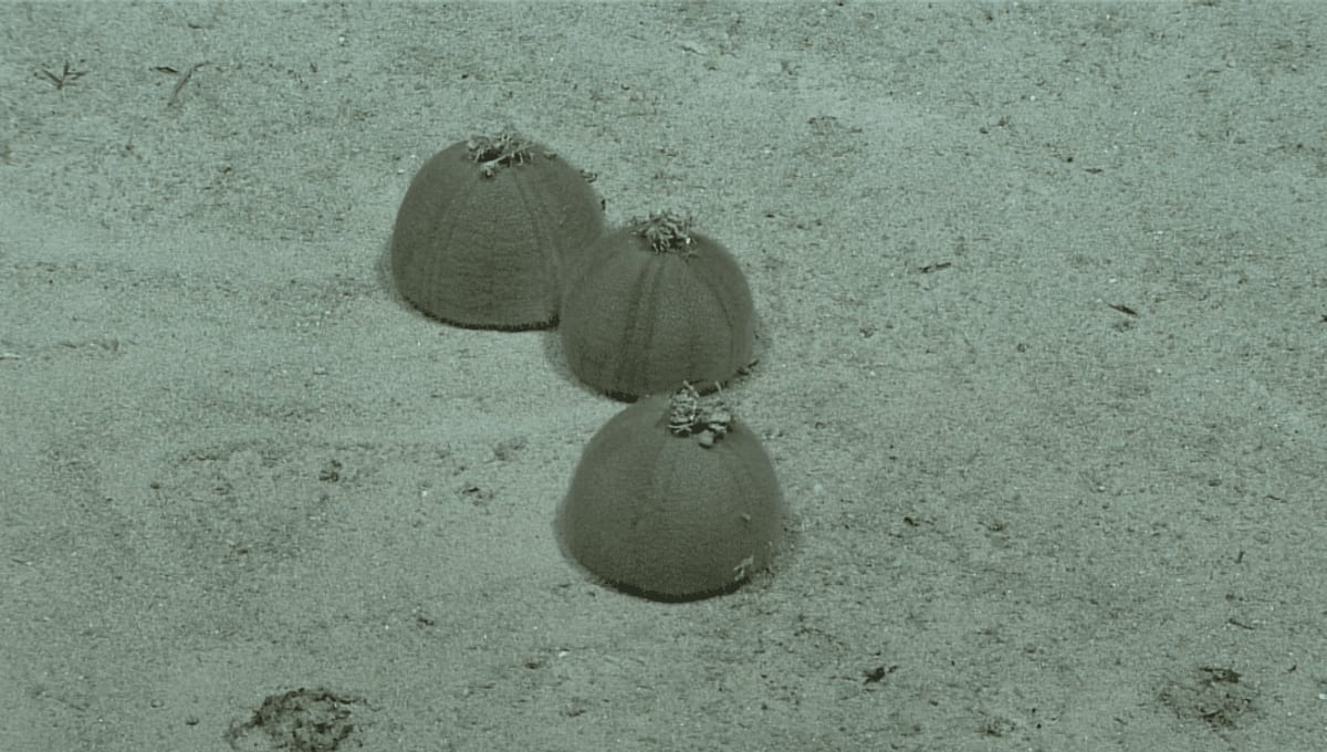 Round tan sea urchins with short spines wearing debris like hats on deep ocean floor