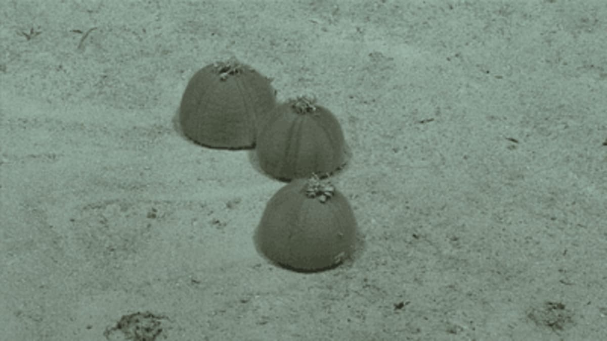 Deep-Sea Urchins Throw Hat Party 1,348 Feet Underwater - Image 2