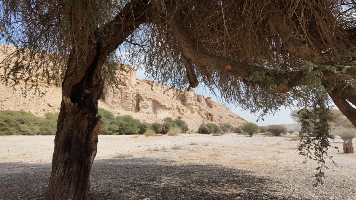 Saudi Arabia Opens 103 Green Sites for $133M Investment - Image 3