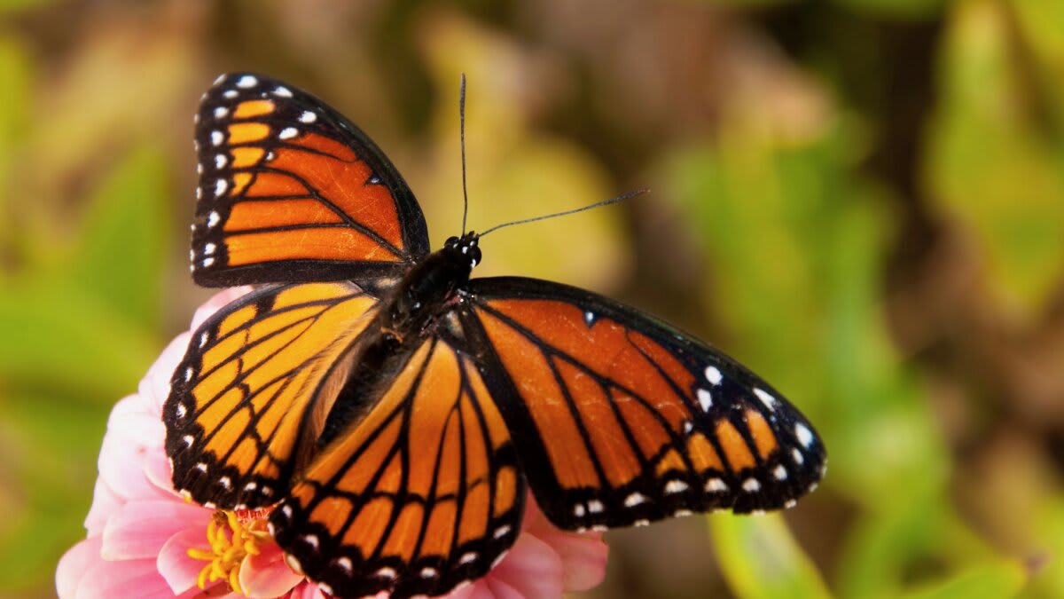 Butterfly Wings Inspire Earthquake-Proof Buildings - Image 2