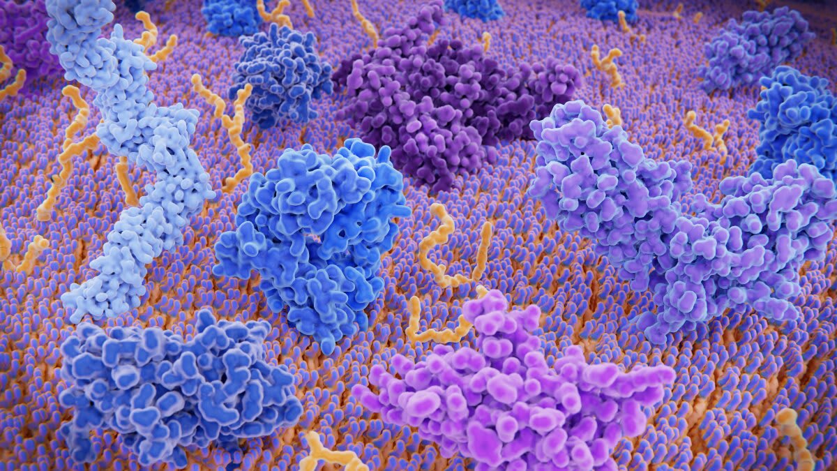 Trial Aims to Reverse Immune Aging in Older Adults - Image 2