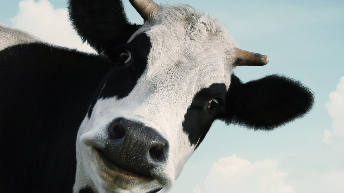 Cows Recognize Human Faces and Voices, Study Finds - Image 2