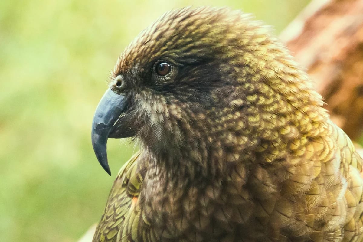 Disabled Parrot Invents Jousting to Become Undefeated Alpha - Image 3
