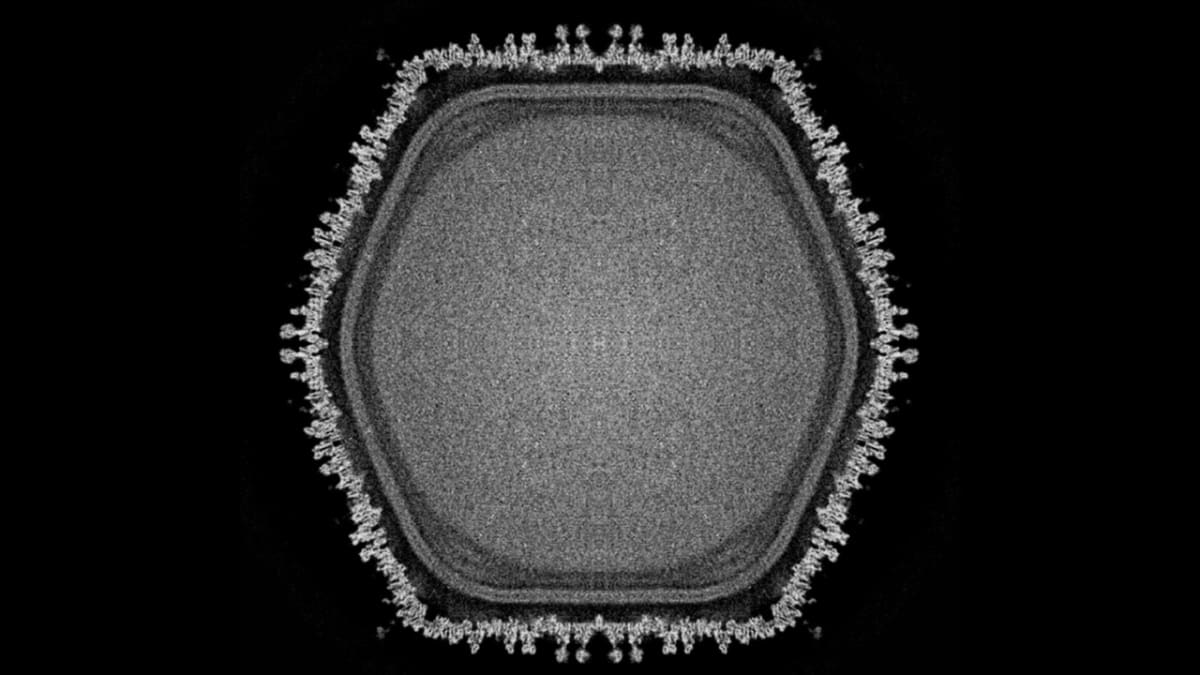 Giant Virus May Reveal How Complex Life Began on Earth - Image 2