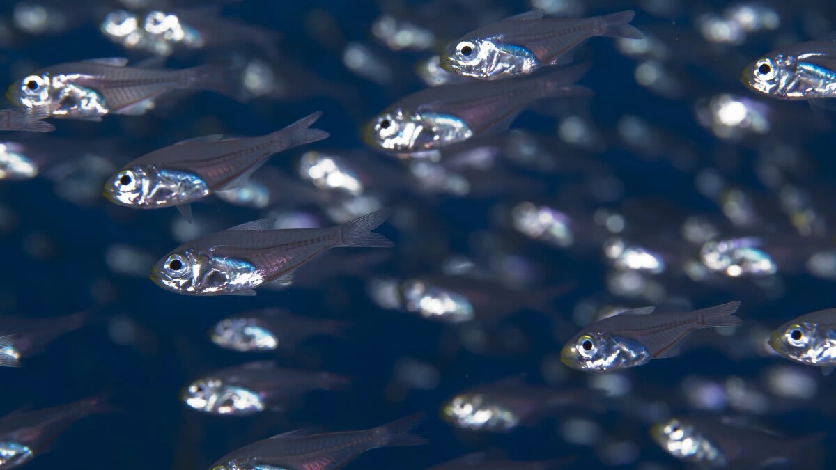 Tiny Fish Steals Glowing Power From Its Prey to Survive - Image 2