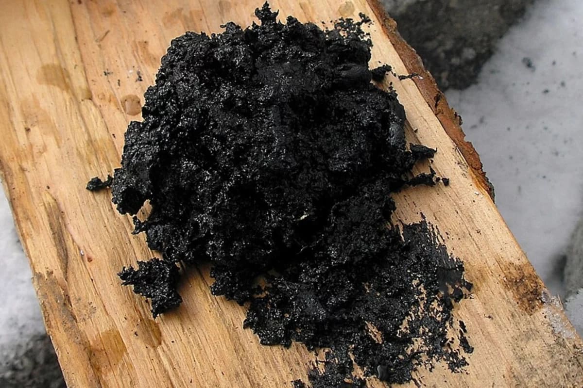 Neanderthals May Have Used Birch Tar as Ancient Medicine - Image 3
