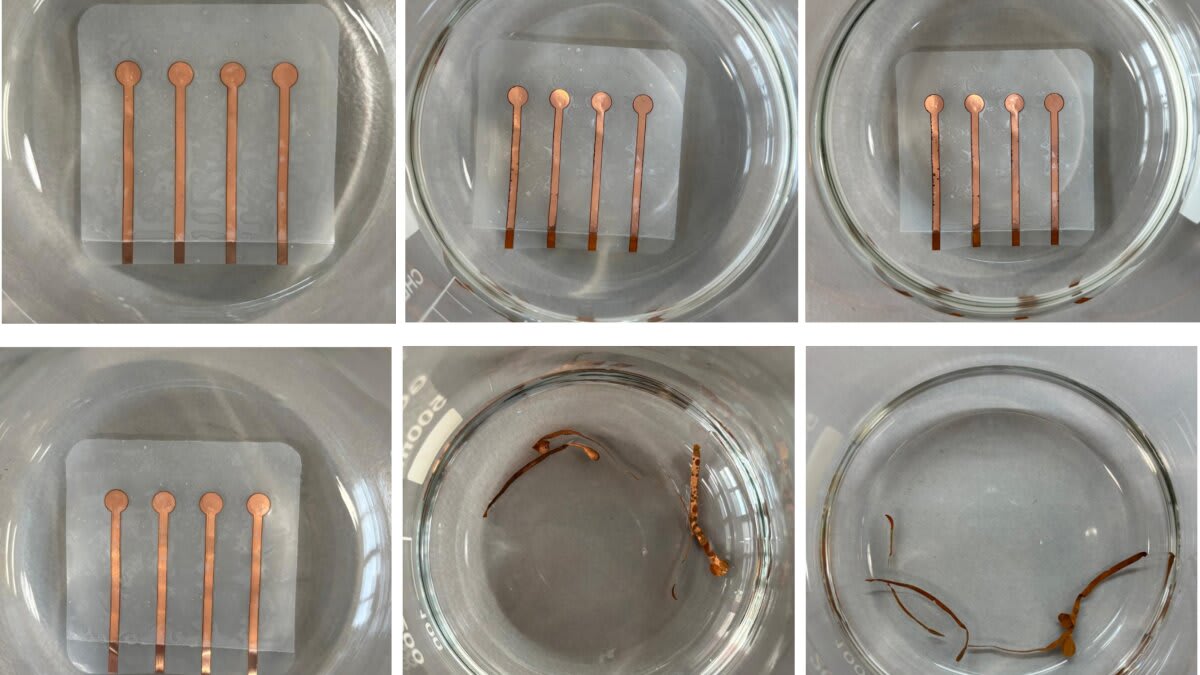 Living Plastic Eats Itself in Days, Leaves Zero Waste - Image 2