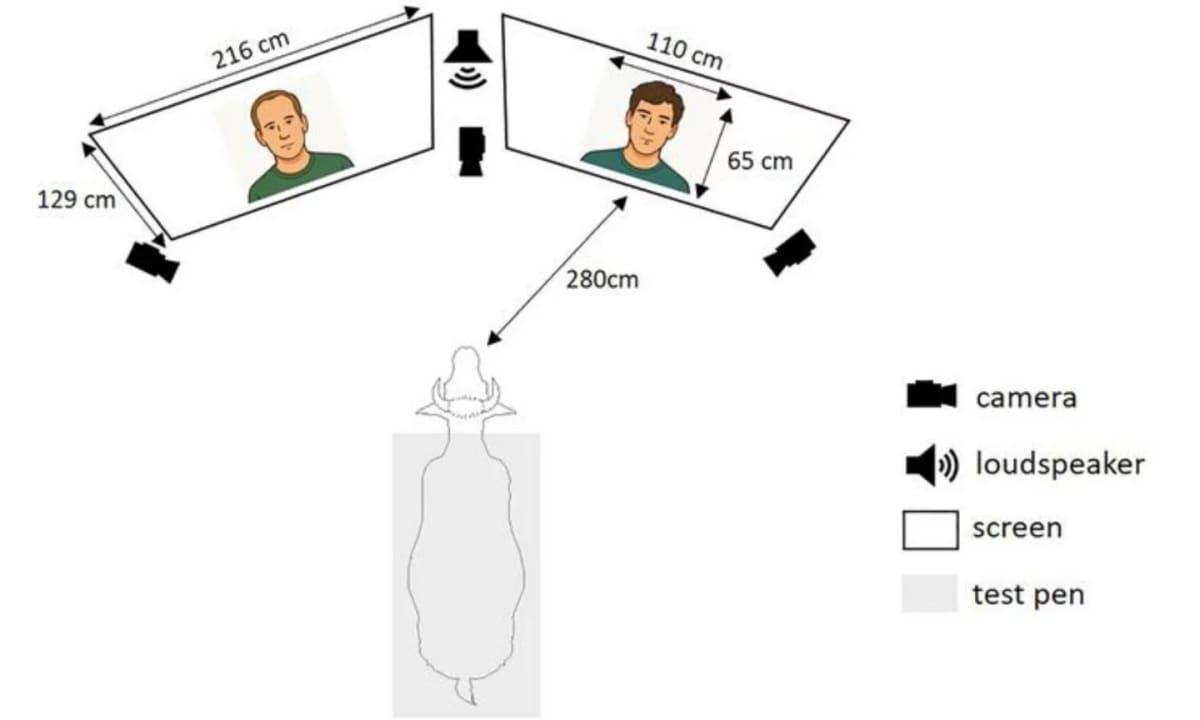 Cows Recognize Human Faces and Voices, Study Finds - Image 4