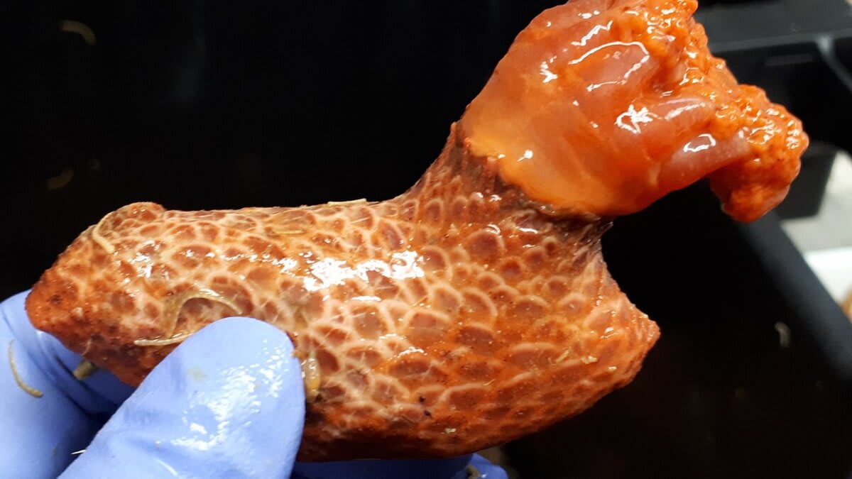 Sea Cucumber's Severed Limbs Survived 3 Years Alone - Image 2