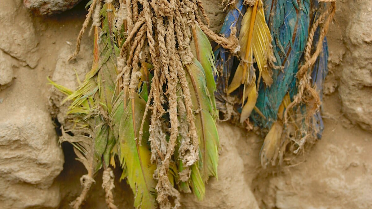 Ancient Parrot Feathers Reveal 1,000-Year Trade Network - Image 2