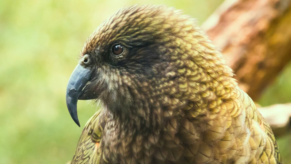 Disabled Parrot Invents Jousting to Become Undefeated Alpha - Image 2