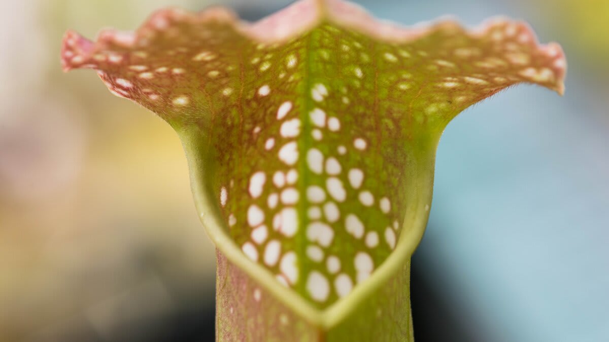 California Pitcher Plant Farms Its Own Food Supply - Image 2