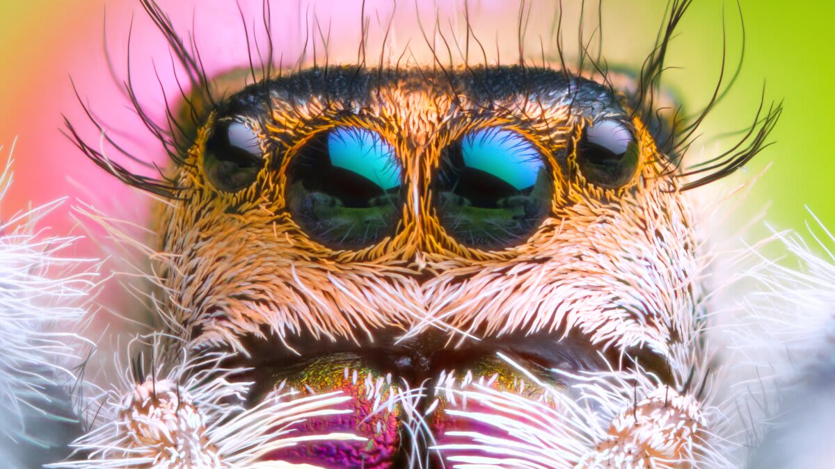Spider Eyes Inspire Camera Using Less Power Than Nightlight - Image 2