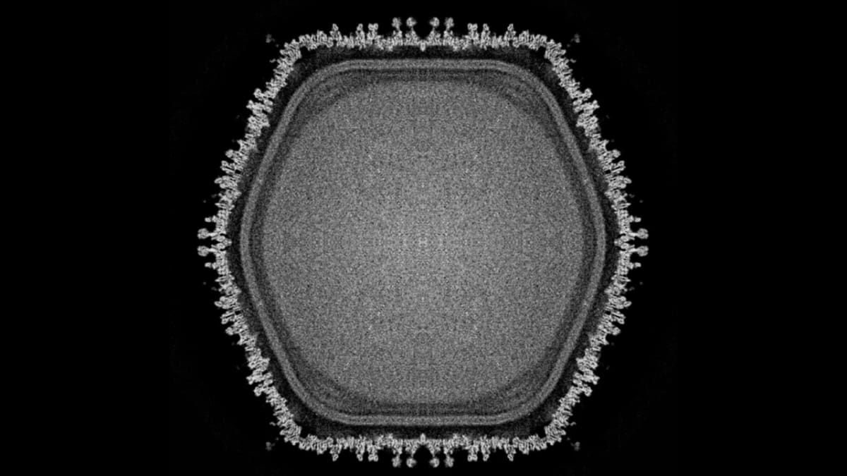 Giant Virus May Reveal How Complex Life Began on Earth - Image 4