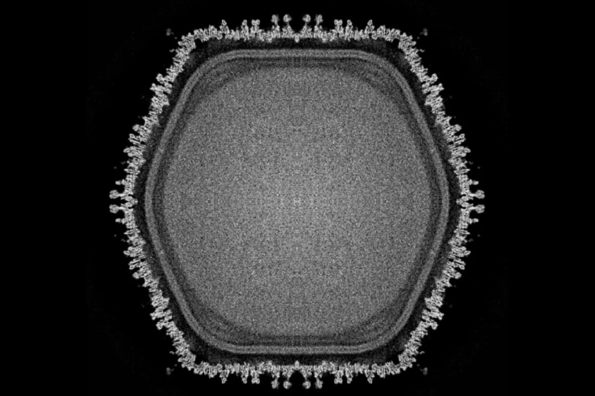 Giant Virus May Reveal How Complex Life Began on Earth - Image 3