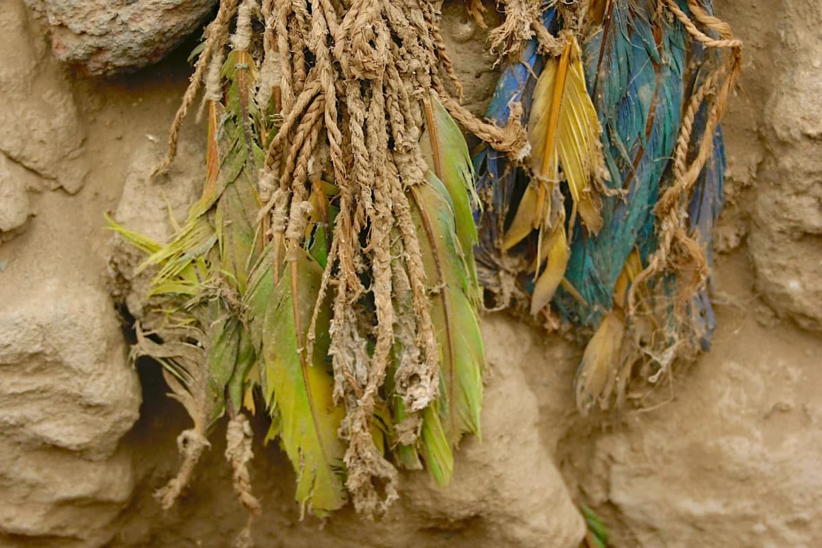 Ancient Parrot Feathers Reveal 1,000-Year Trade Network - Image 3