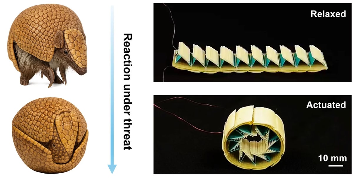 Armadillo-Inspired Robot Shell Protects Itself From Damage - Image 4