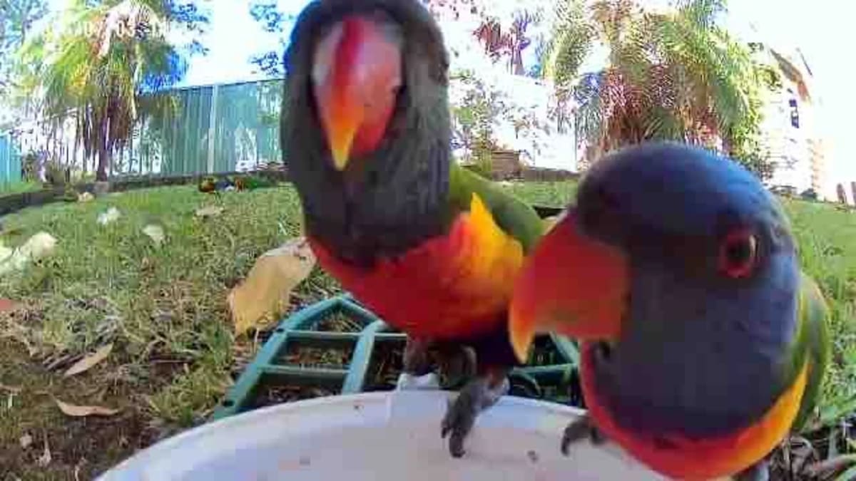 Solar Bird Feeder Brings Wildlife to Your Phone Screen - Image 5
