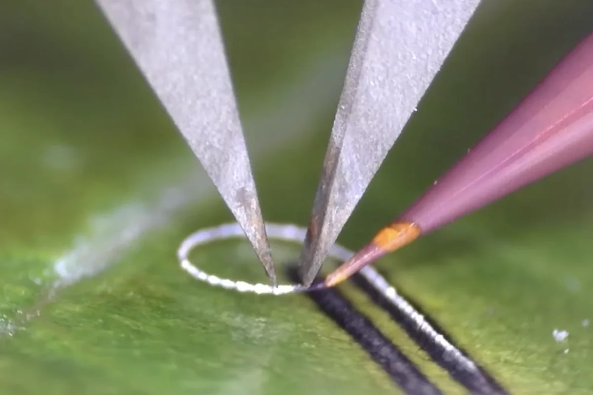 Rice University Prints Circuits on Living Plants and Bone - Image 3