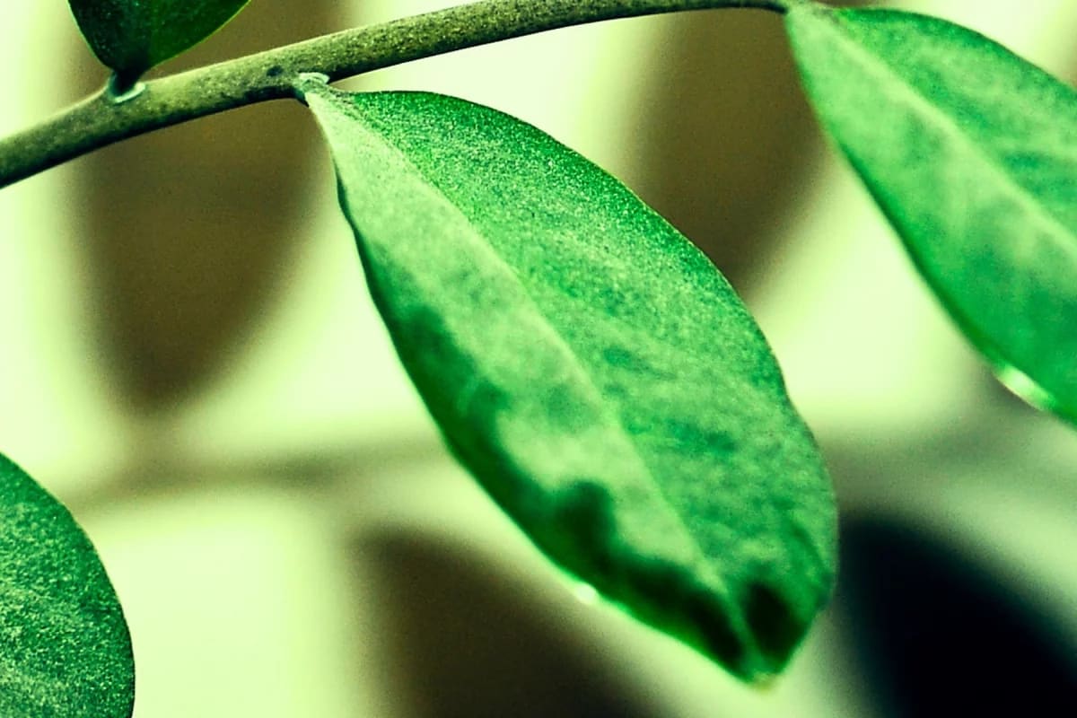 Plants Can Absorb Nutrients Directly From Dust on Leaves - Image 3