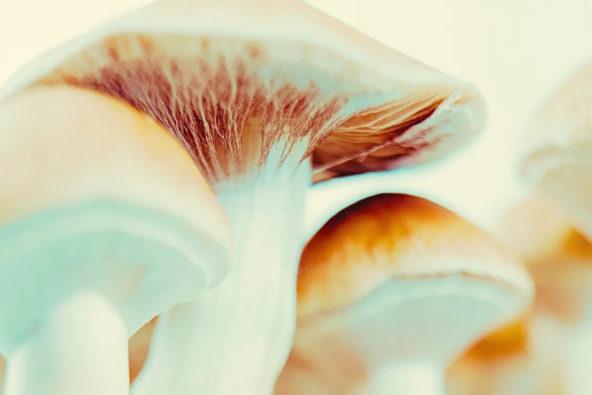 Magic Mushrooms Briefly Restored 80-Year-Old's Memory - Image 3