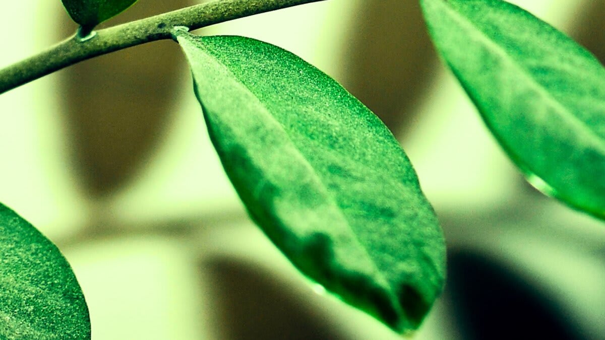 Plants Can Absorb Nutrients Directly From Dust on Leaves - Image 2