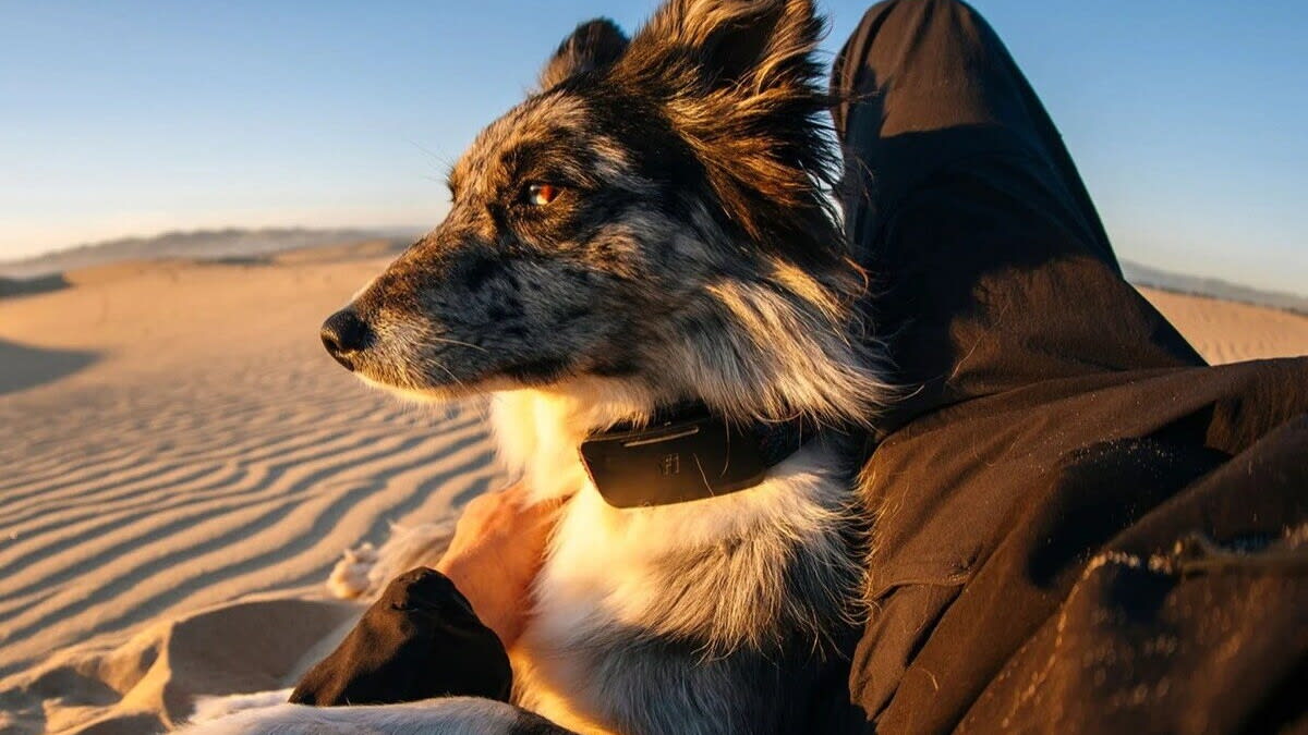 Dog Tracker Switches to Starlink When Cell Service Fails - Image 2