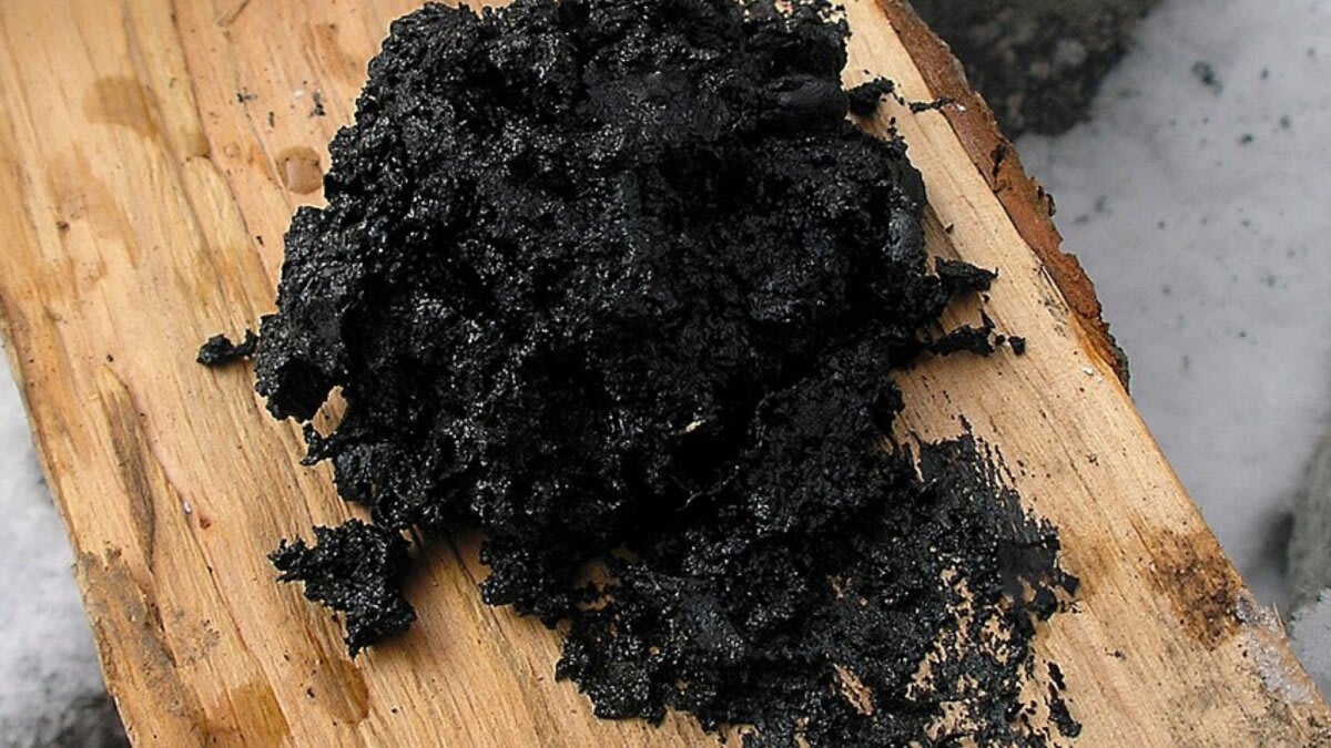 Neanderthals May Have Used Birch Tar as Ancient Medicine - Image 2