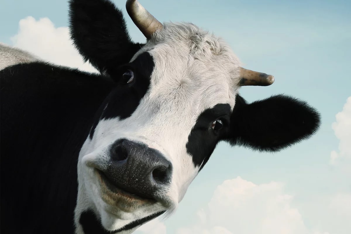 Cows Recognize Human Faces and Voices, Study Finds - Image 3
