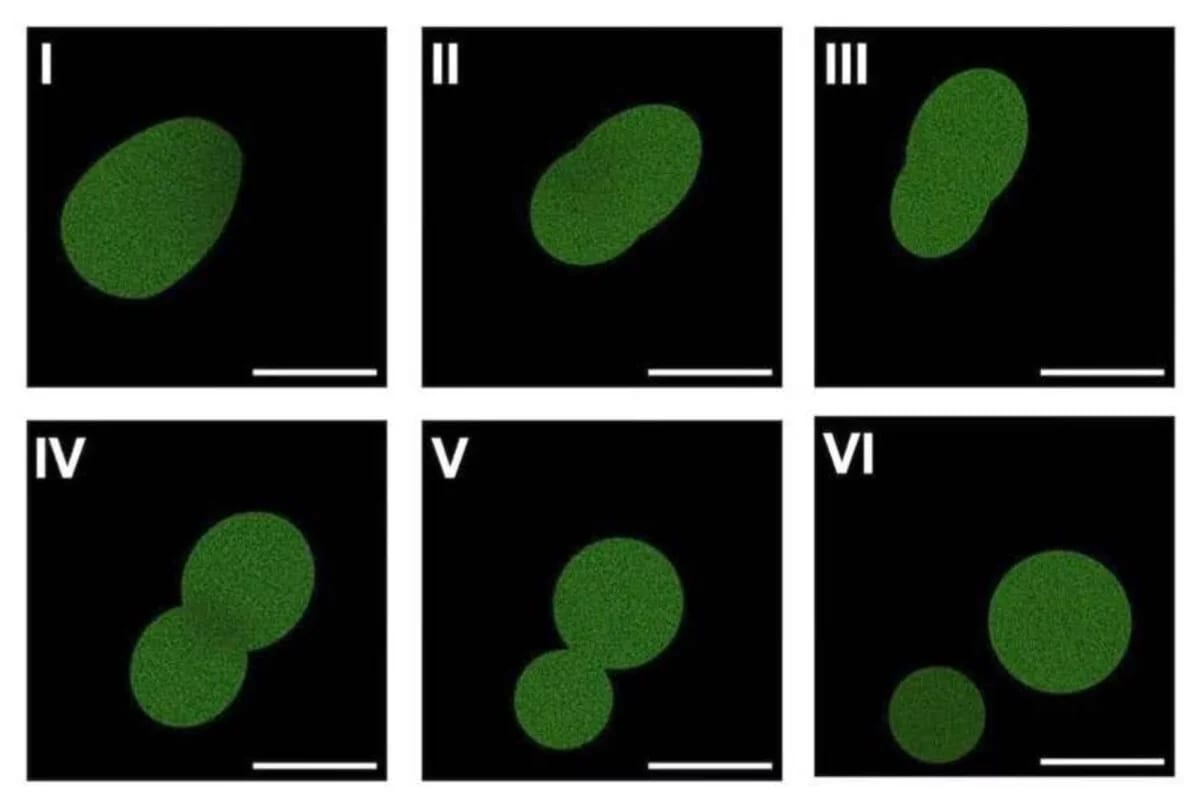 Scientists Build Living Cell From Scratch That Reproduces - Image 3