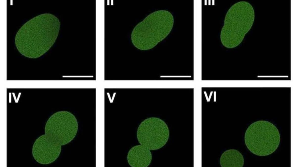 Scientists Build Living Cell From Scratch That Reproduces - Image 2