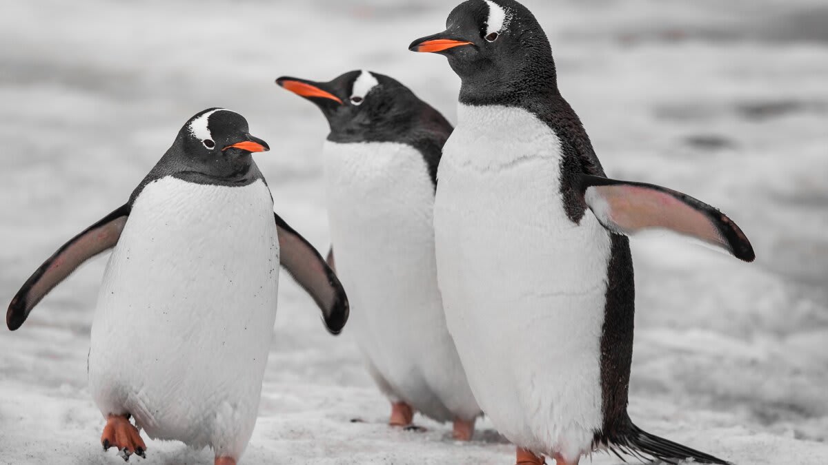 Scientists Create Material That Heats or Cools Like Penguins - Image 2