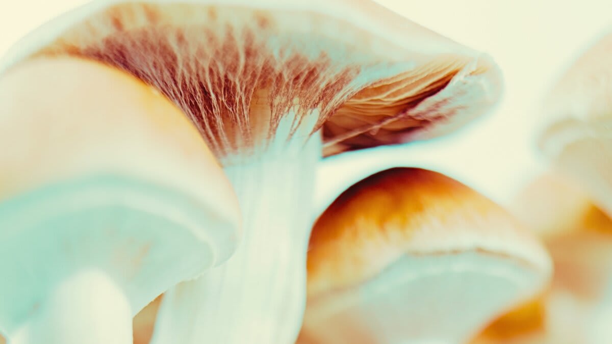 Magic Mushrooms Briefly Restored 80-Year-Old's Memory - Image 2