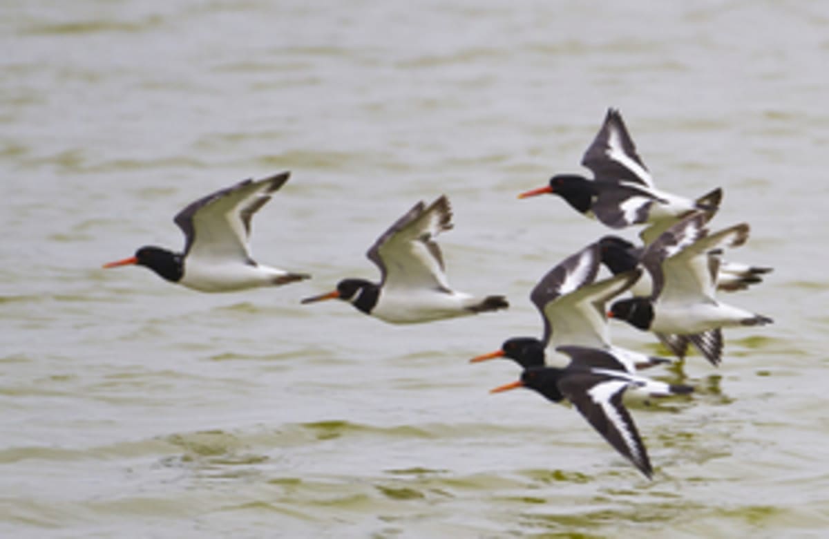 England Invests £90M to Save Species From Extinction - Image 3